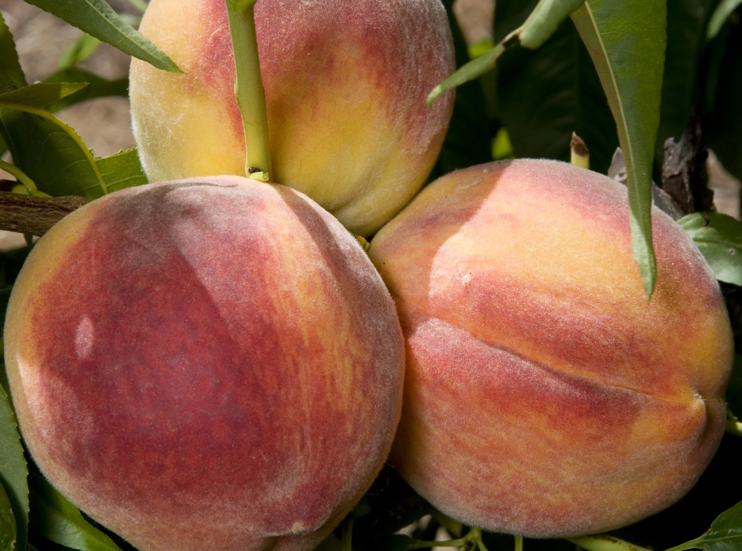 LOCAL PEACHES — ZOLLINGER FRUIT & TREE FARM